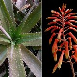 Aloe petrophila cf. (available 12cm and 14-15cm Ø)